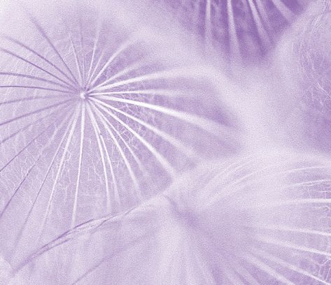 Dandelions