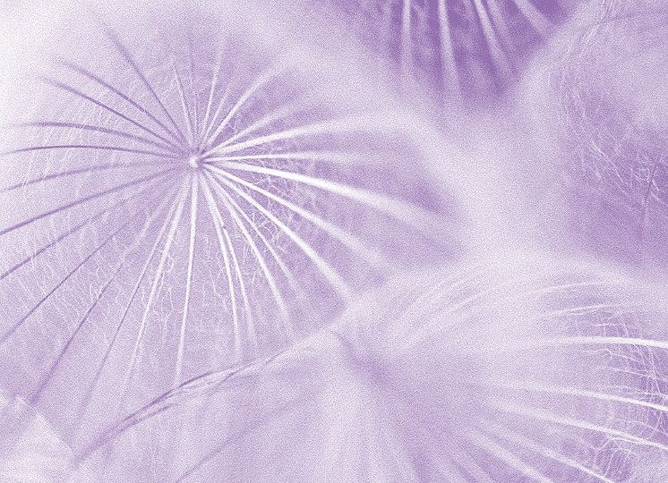 Dandelions
